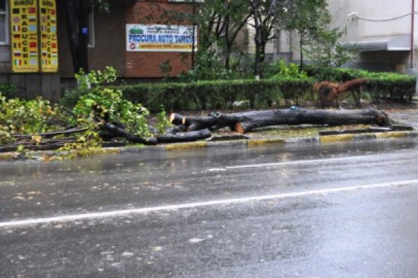 Copaci puşi la pământ şi maşini distruse, din cauza vântului, la Constanţa